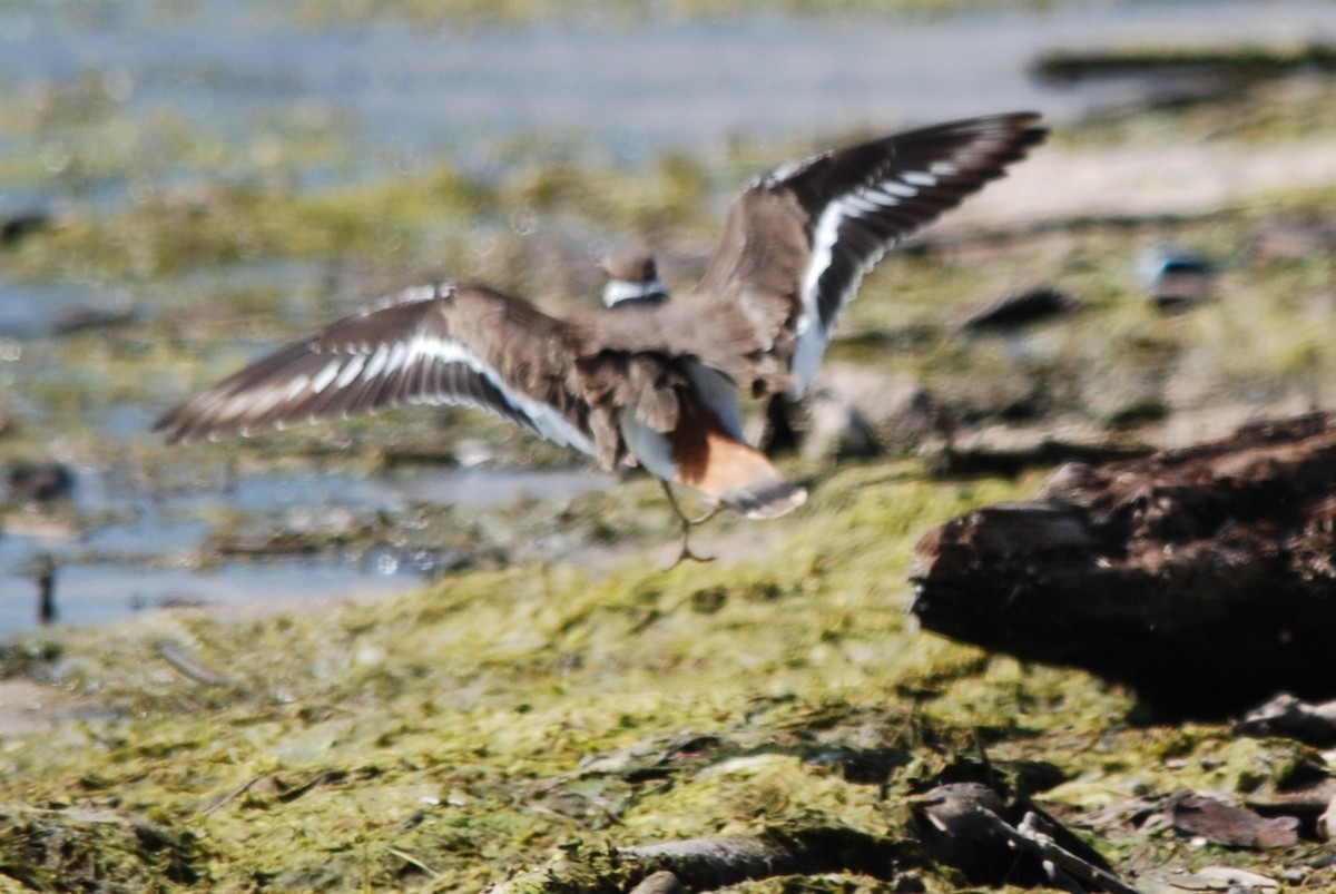 Killdeer - Teresa Mawhinney