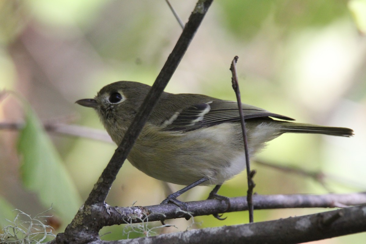 Hutton's Vireo - ML70547811