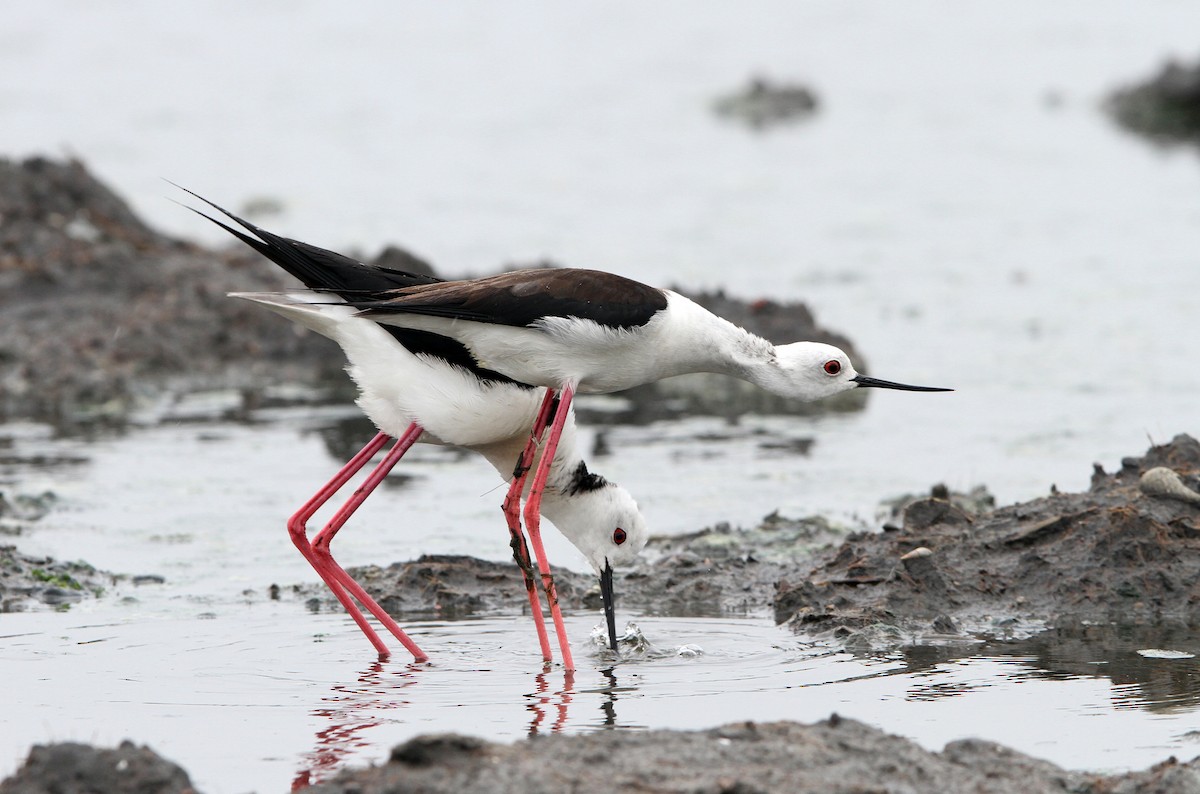 Black-winged Stilt - ML705479