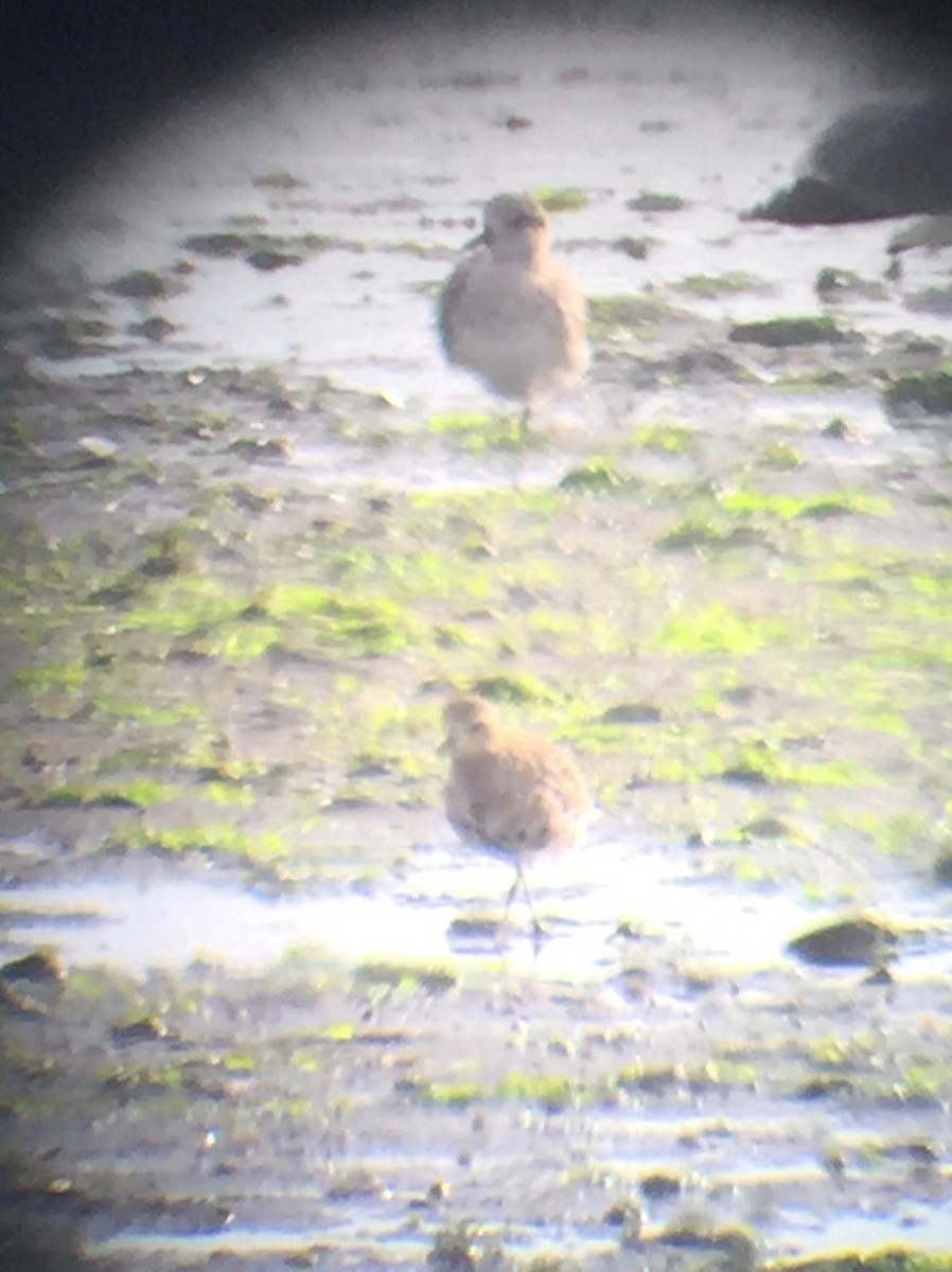 Pacific Golden-Plover - ML70549061