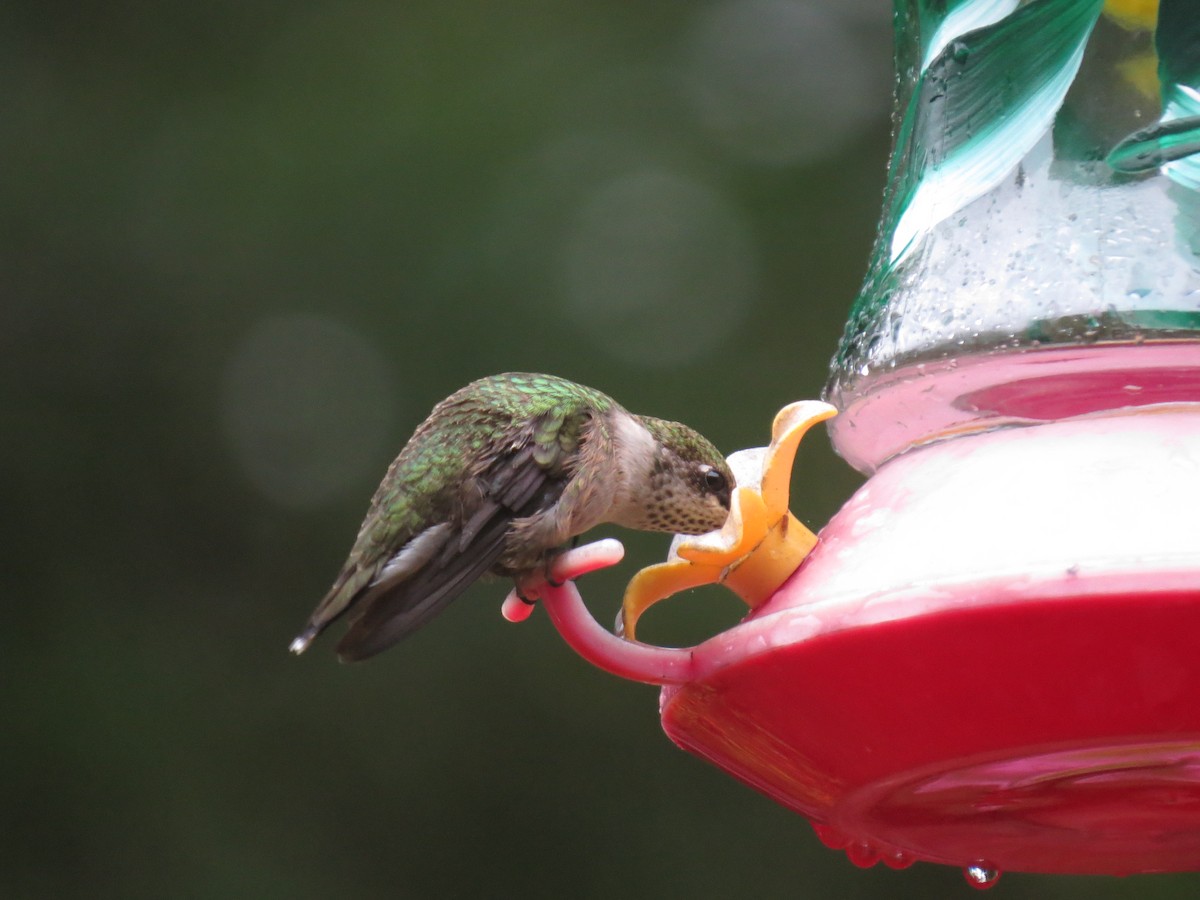 Ruby-throated Hummingbird - Donna  Ellis