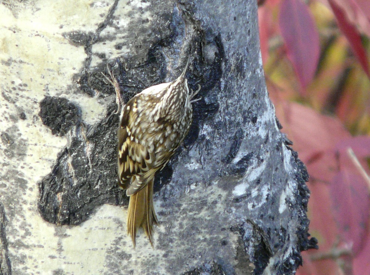 Brown Creeper - Douglas Leighton