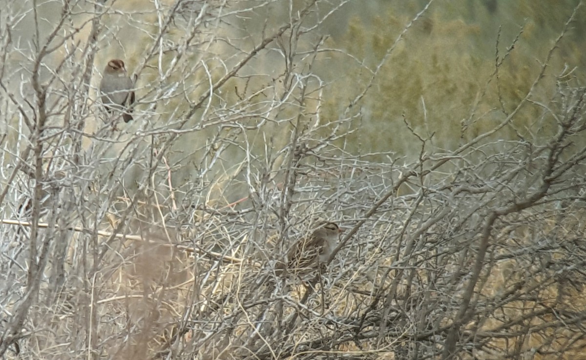 White-crowned Sparrow (Gambel's) - Daniel Casey