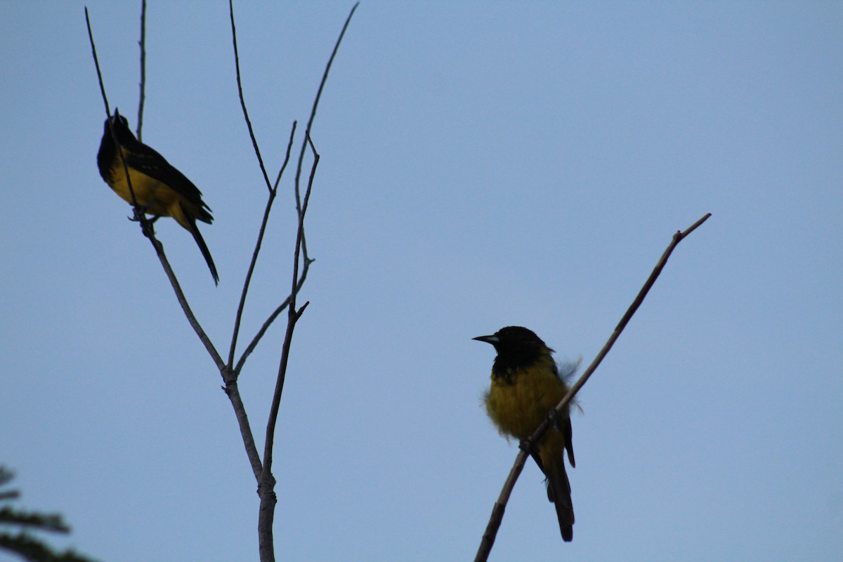 Bahama Oriole - ML70552211