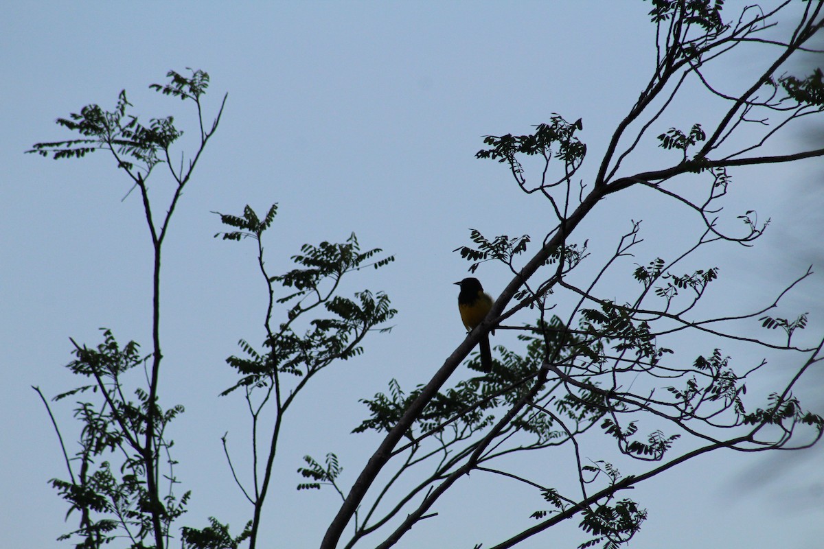 Bahama Oriole - ML70552241