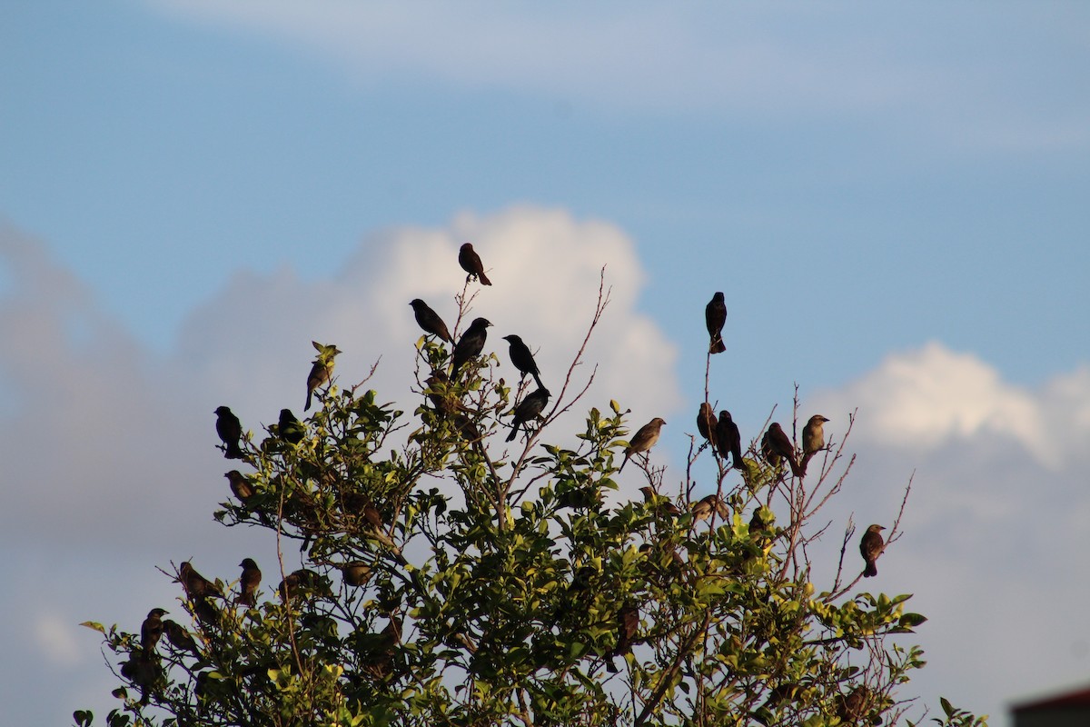 Shiny Cowbird - ML70552931