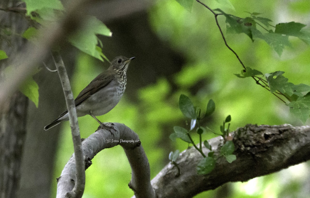 Gray-cheeked Thrush - Christine Peters