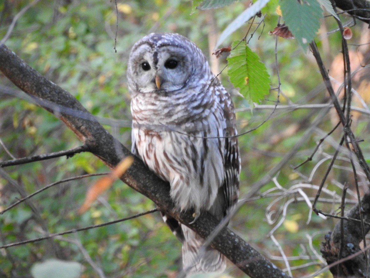 Barred Owl - Mark Tomecko