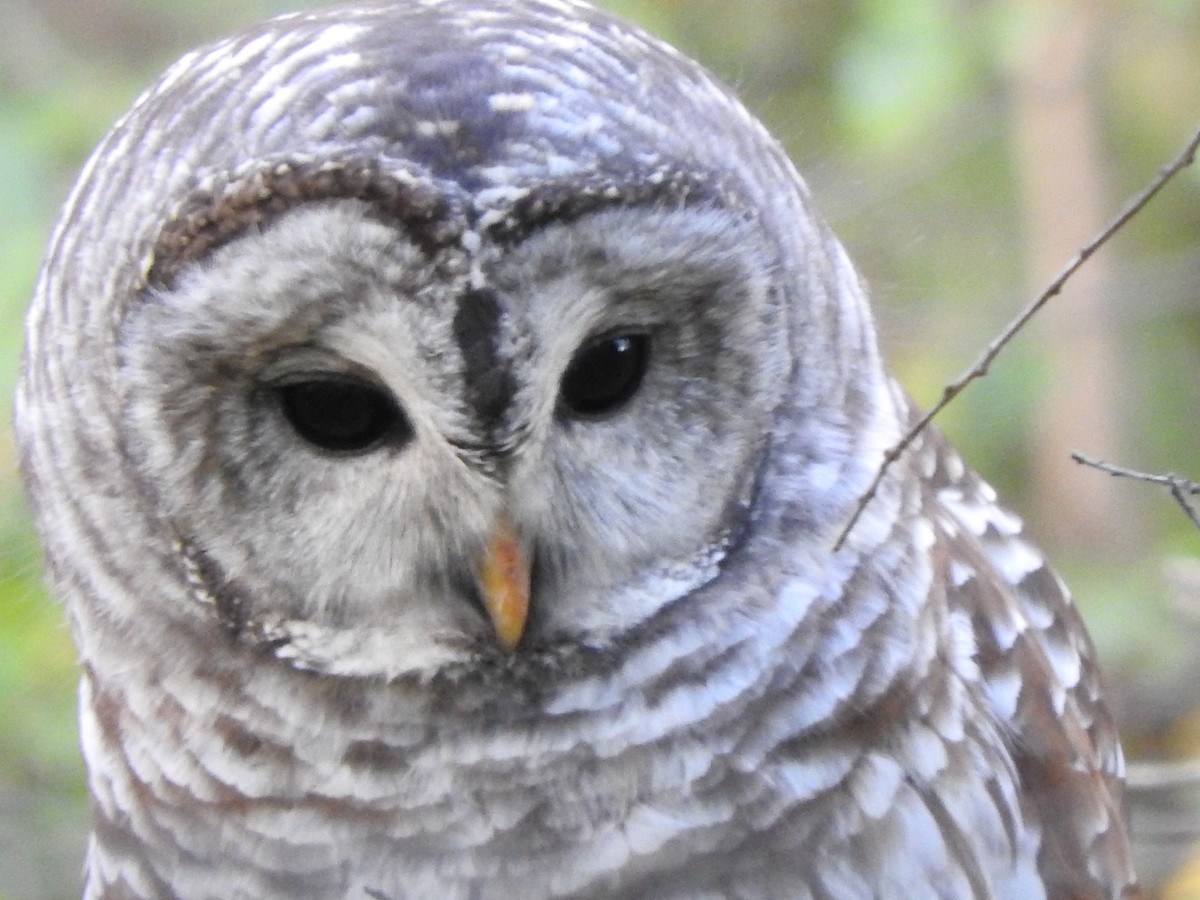 Barred Owl - Mark Tomecko