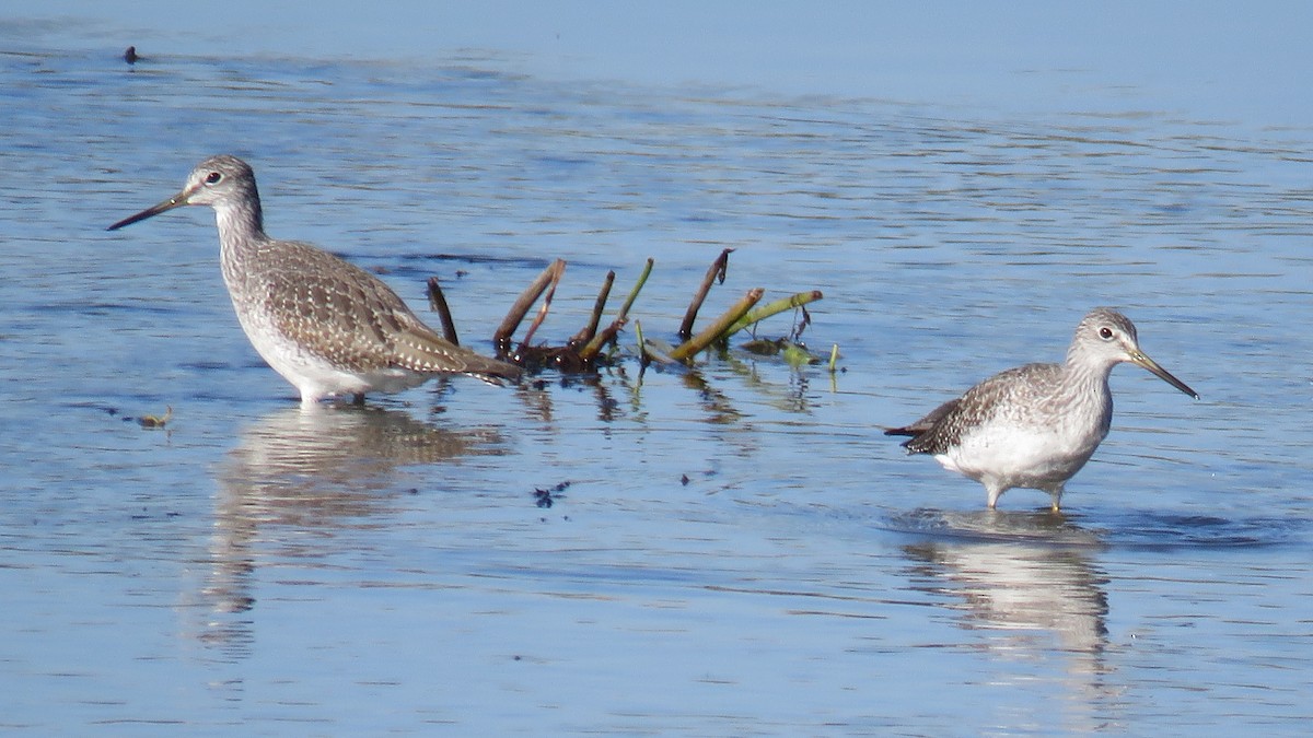 Greater Yellowlegs - ML70554051