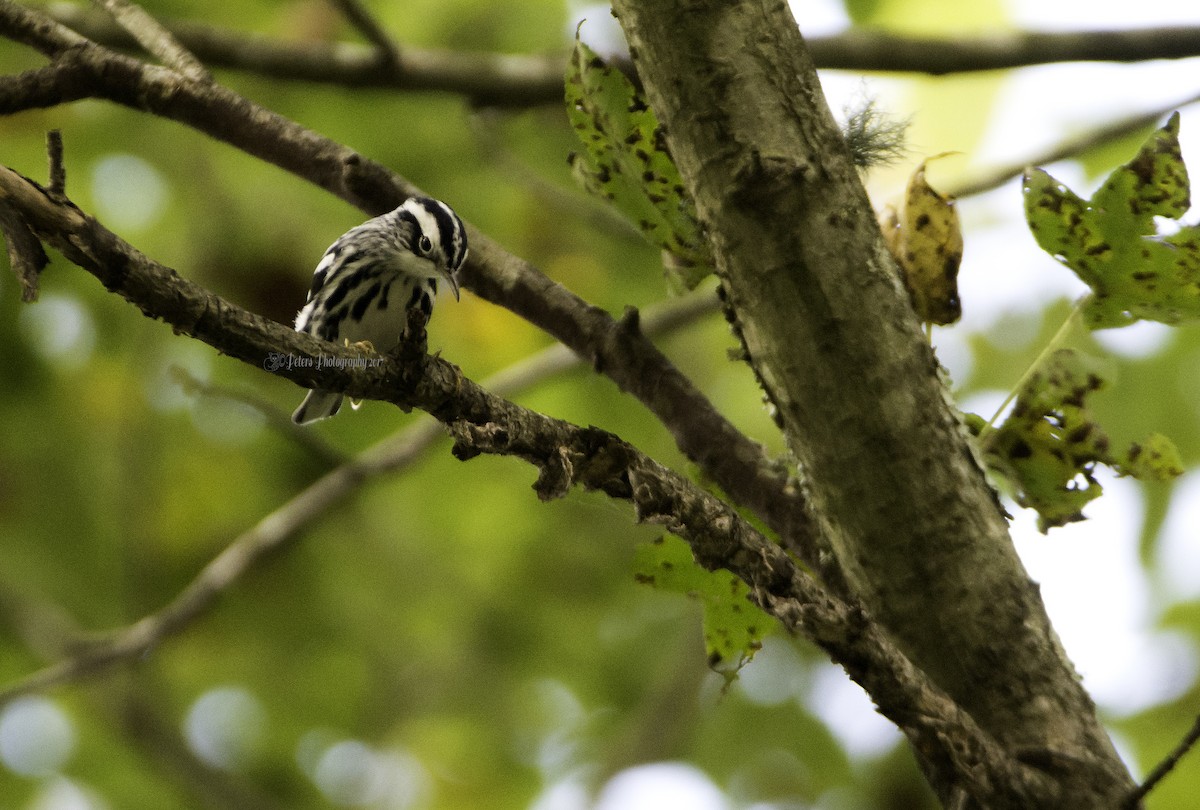 Paruline noir et blanc - ML70554551