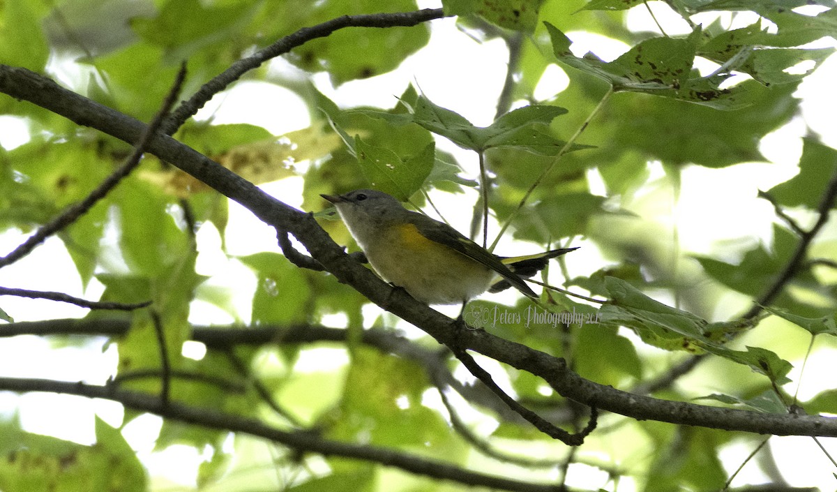 American Redstart - ML70555351