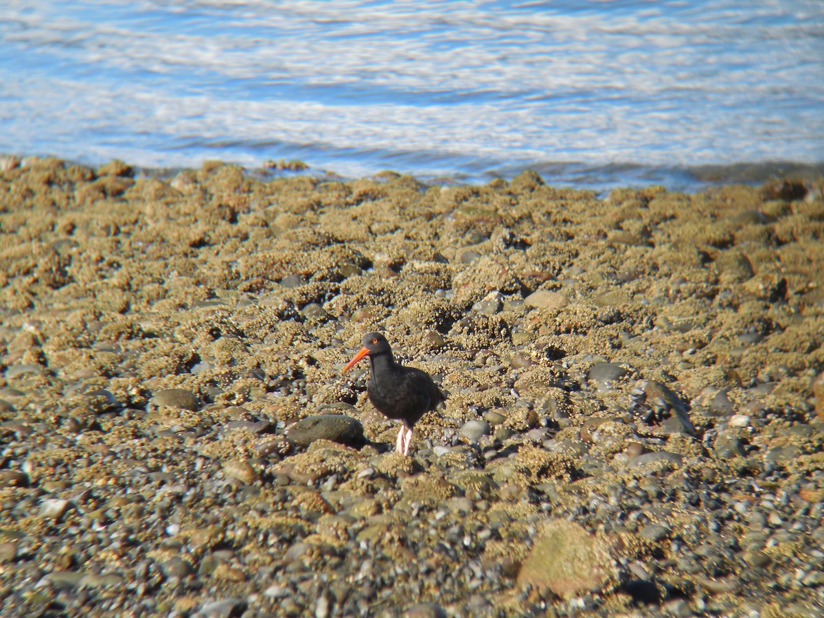 Black Oystercatcher - Liliana Weimer