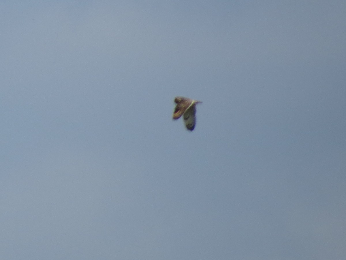 Short-eared Owl - Christin Grasch