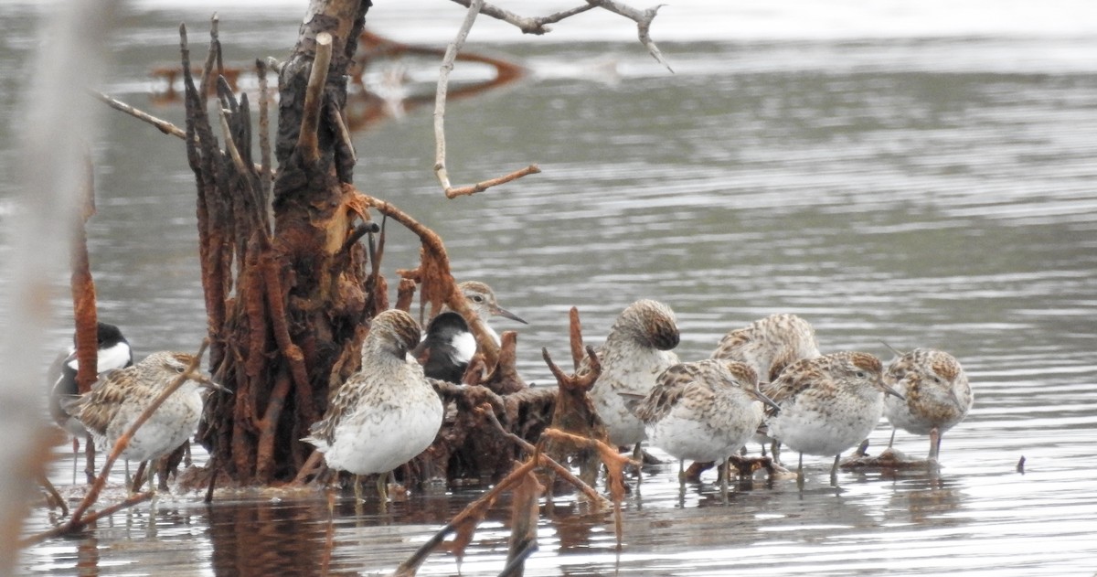 Sharp-tailed Sandpiper - Michael Daley