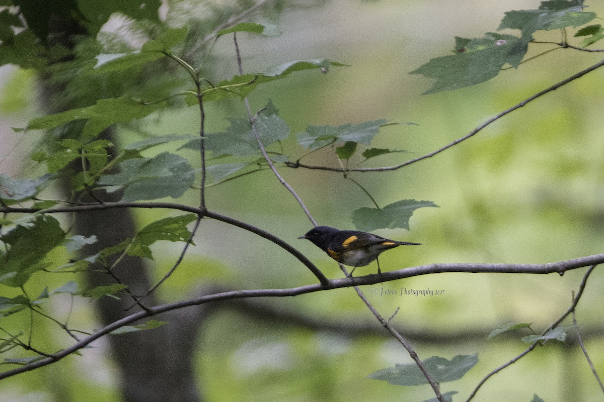 American Redstart - ML70556221