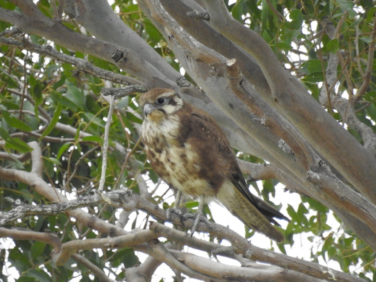 Brown Falcon - ML70556571