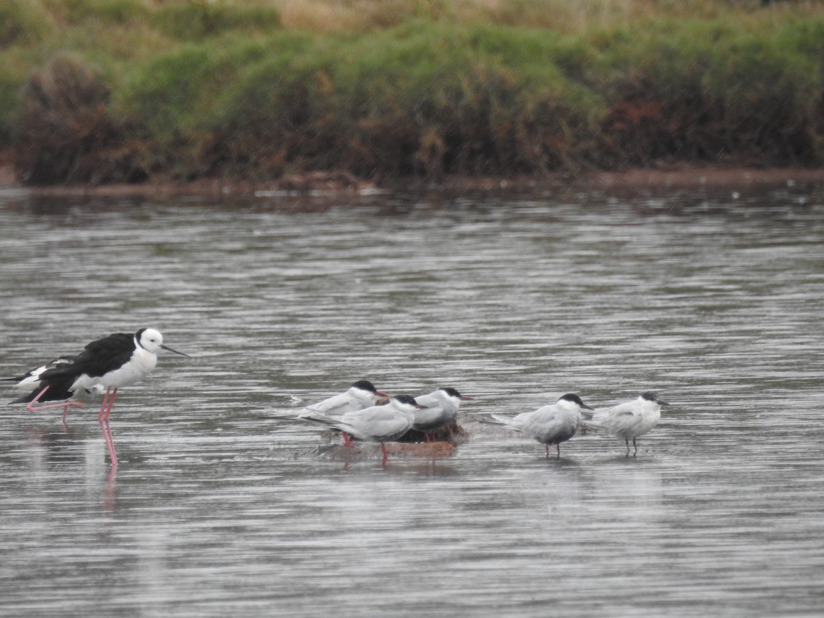 Whiskered Tern - Michael Daley