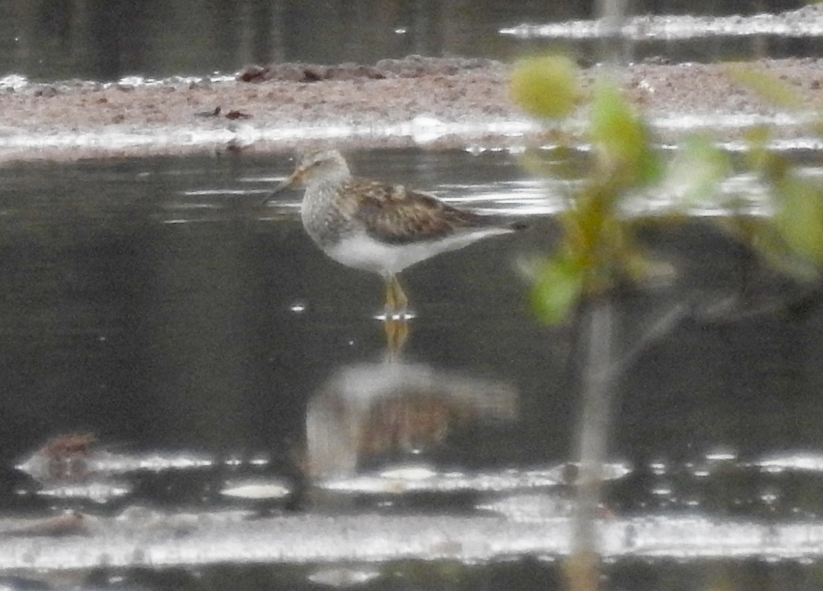 Bécasseau à poitrine cendrée - ML70556691