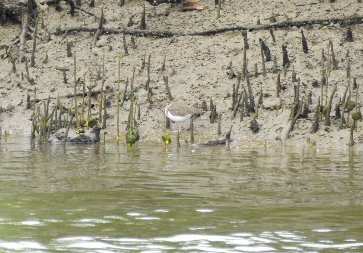 Common Sandpiper - Michael Daley