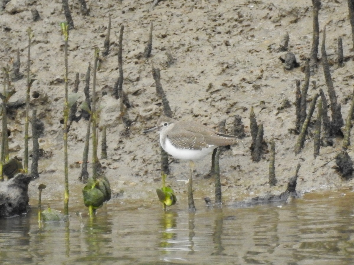 Common Sandpiper - ML70556941