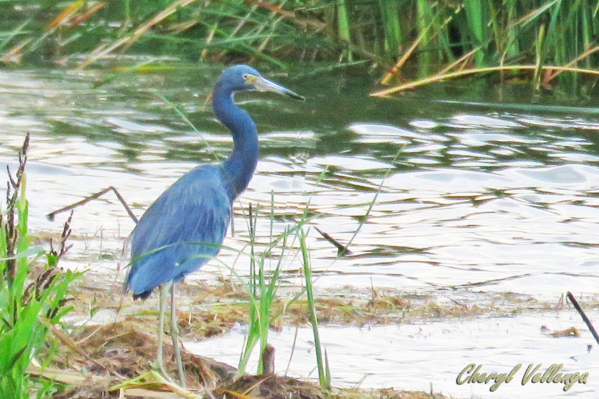 Little Blue x Tricolored Heron (hybrid) - ML70557011