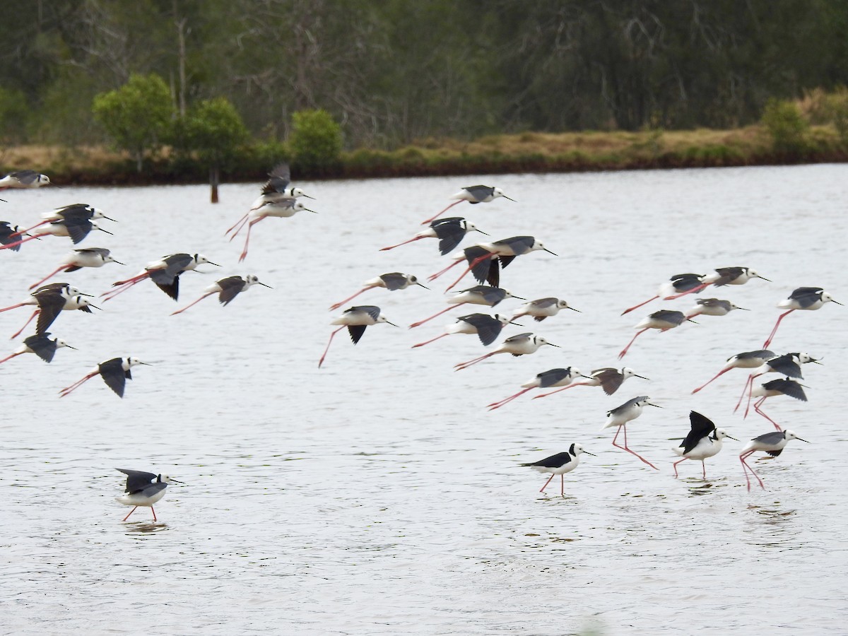 Pied Stilt - ML70557181