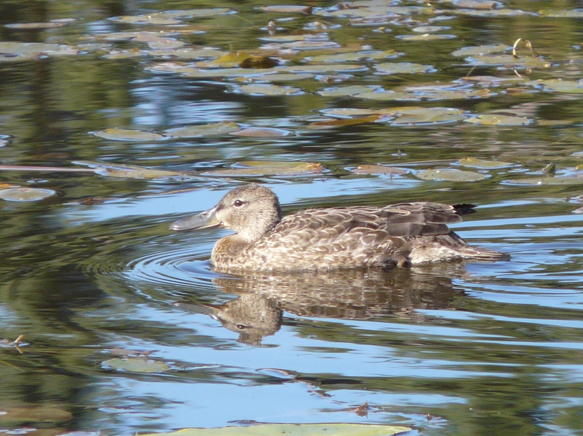 Cinnamon Teal - ML70558081