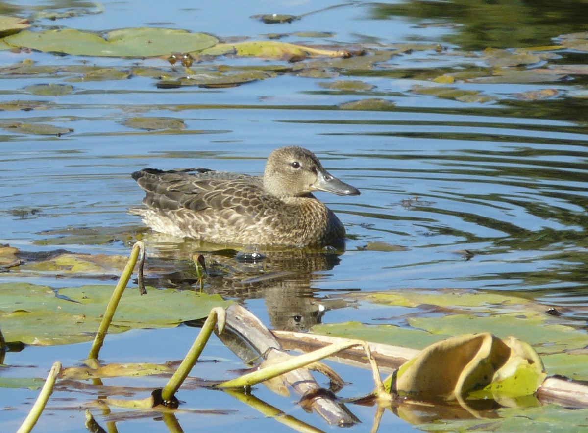 Cinnamon Teal - ML70558171