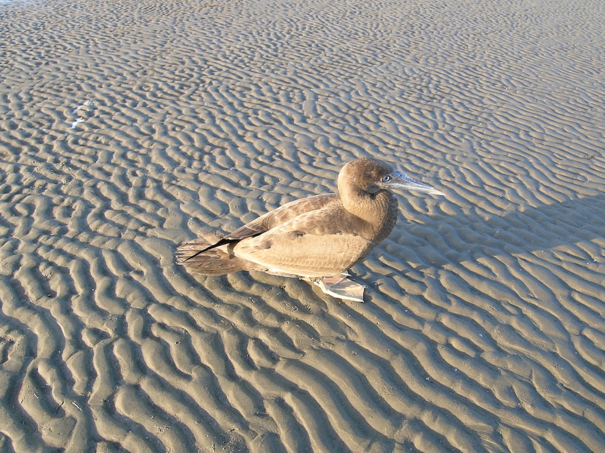 Brown Booby - Van Remsen