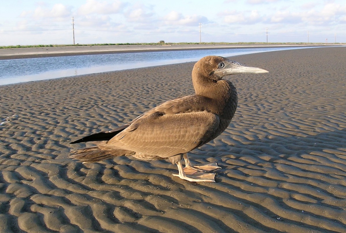 Brown Booby - Van Remsen