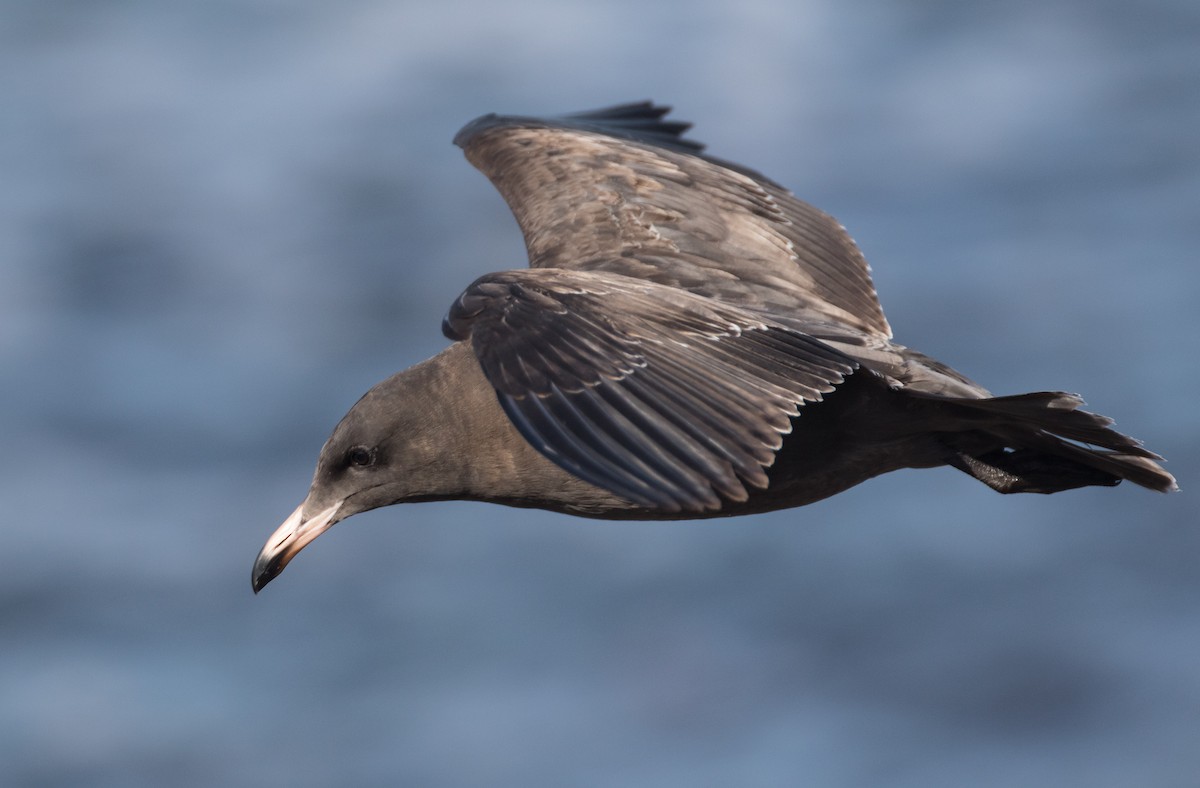 Heermann's Gull - ML70560131