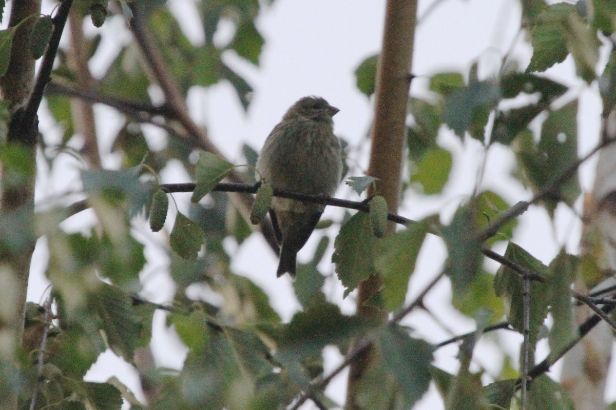 European Serin - Juan martinez