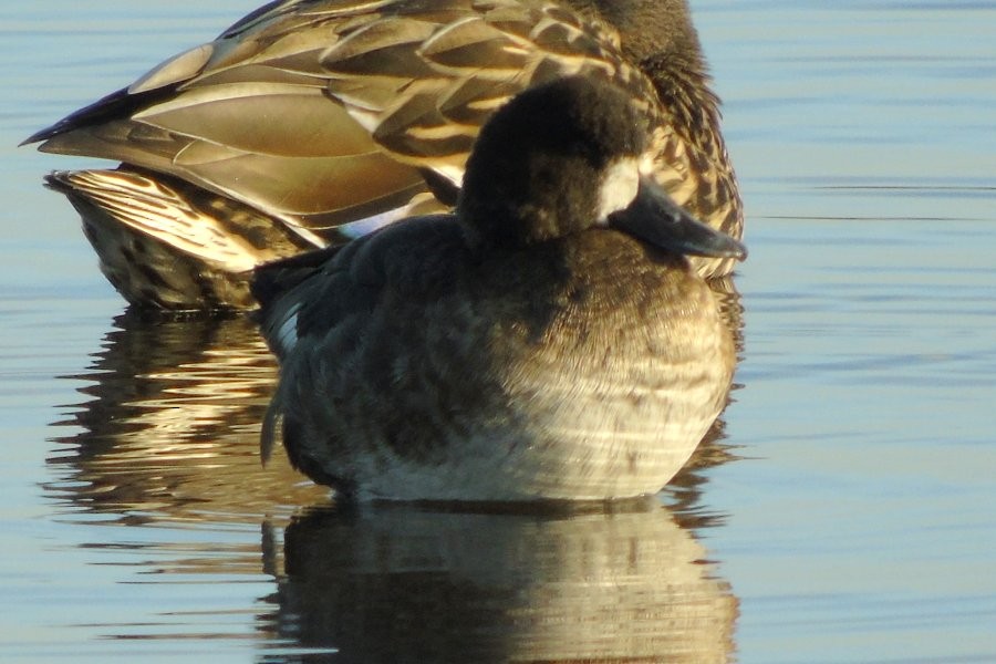 Lesser Scaup - ML70561161