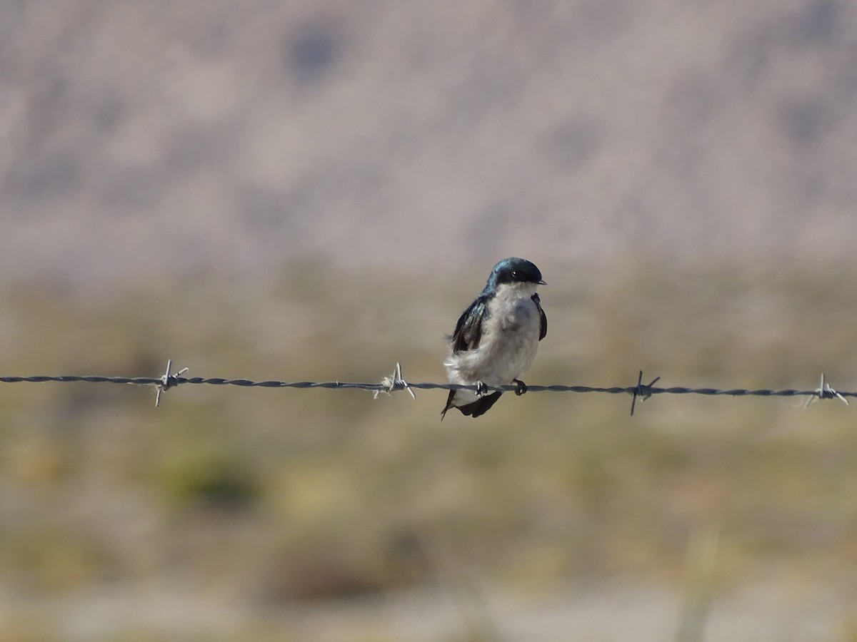 Tree Swallow - ML70562691