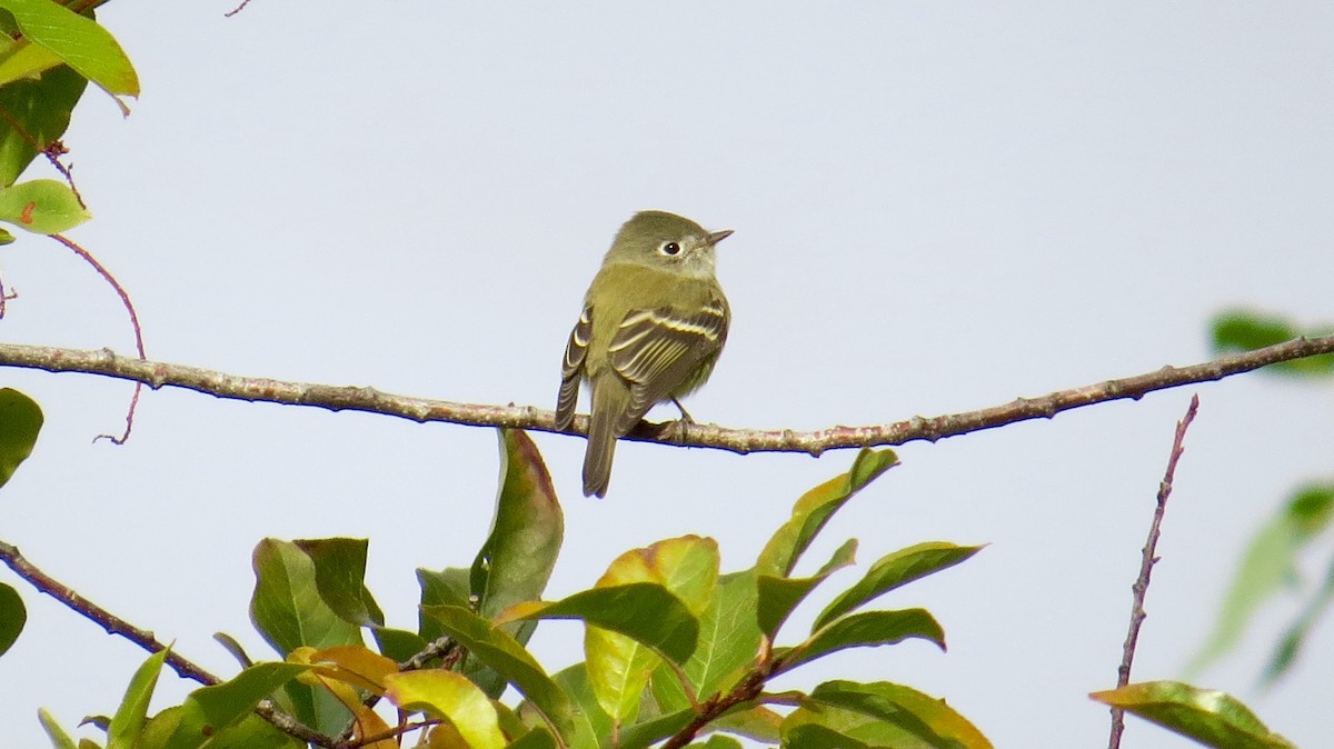 Hammond's Flycatcher - ML70562821