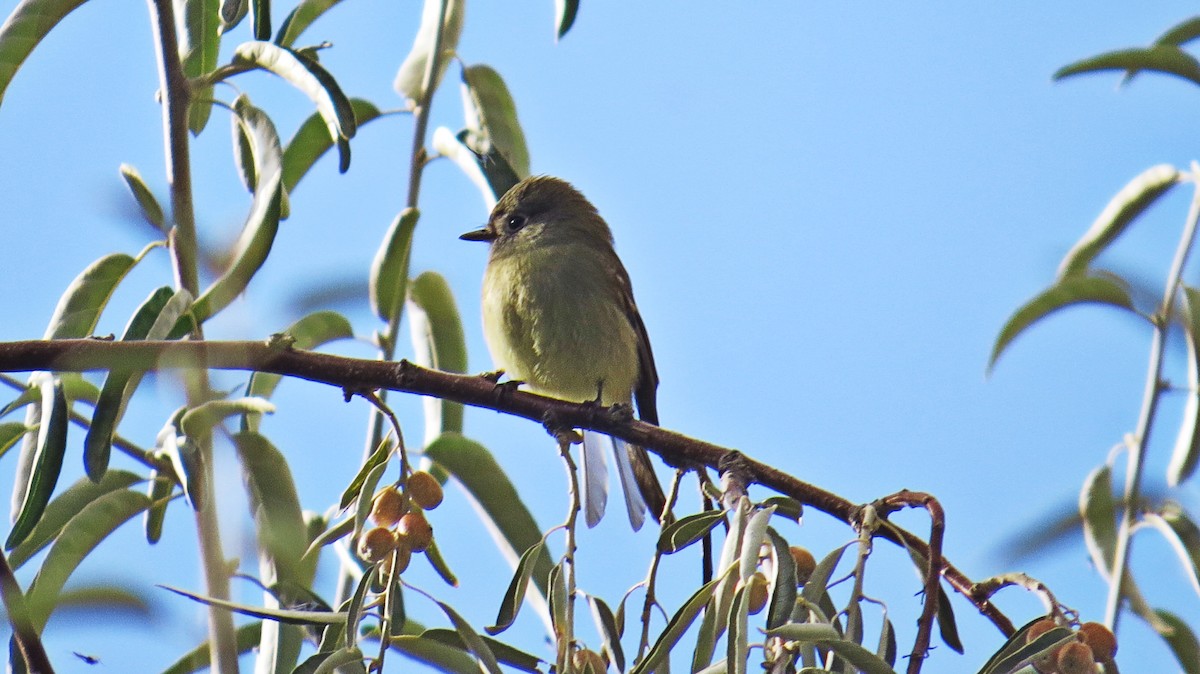 Hammond's Flycatcher - ML70562831