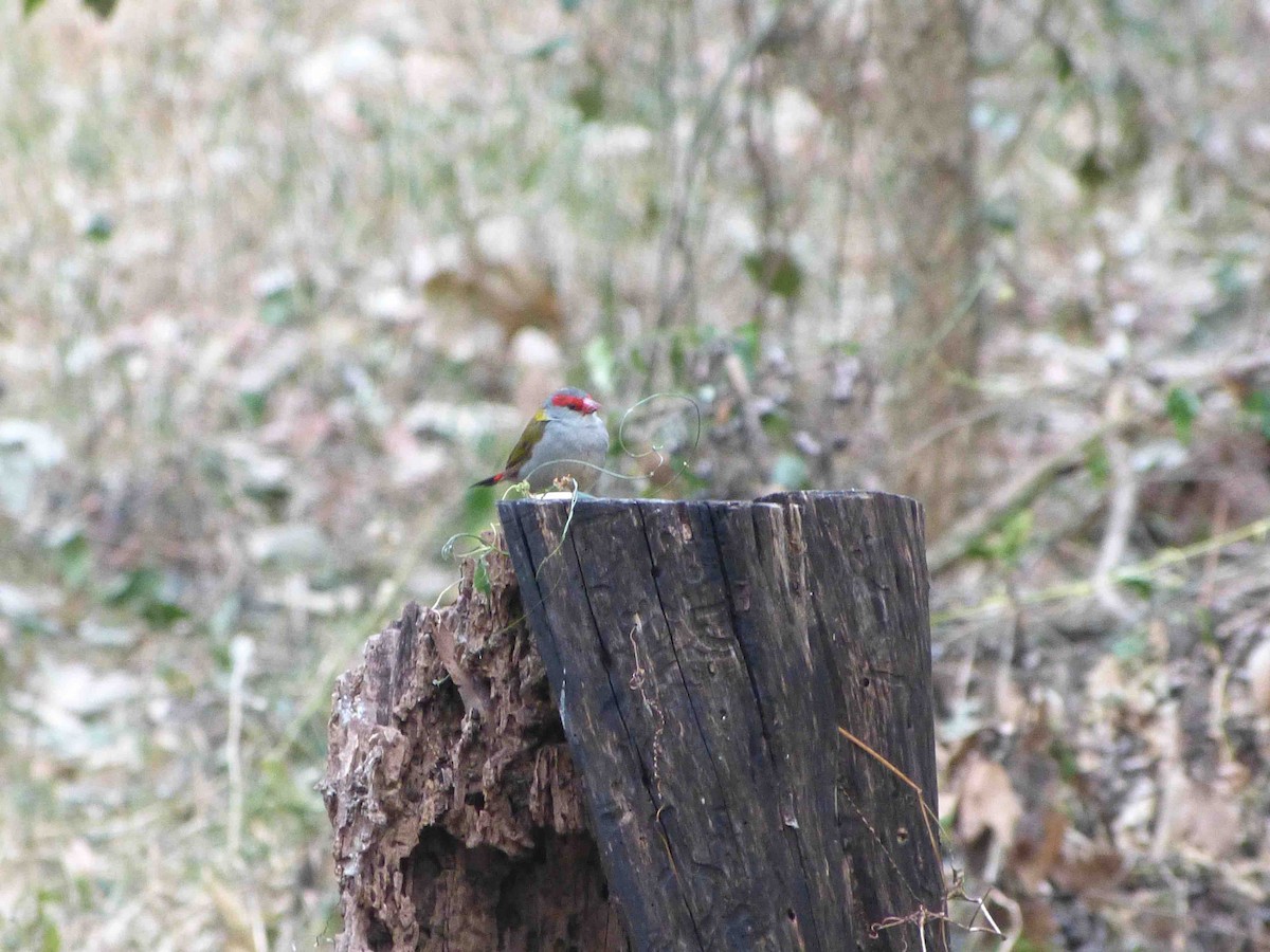 Red-browed Firetail - ML70563121