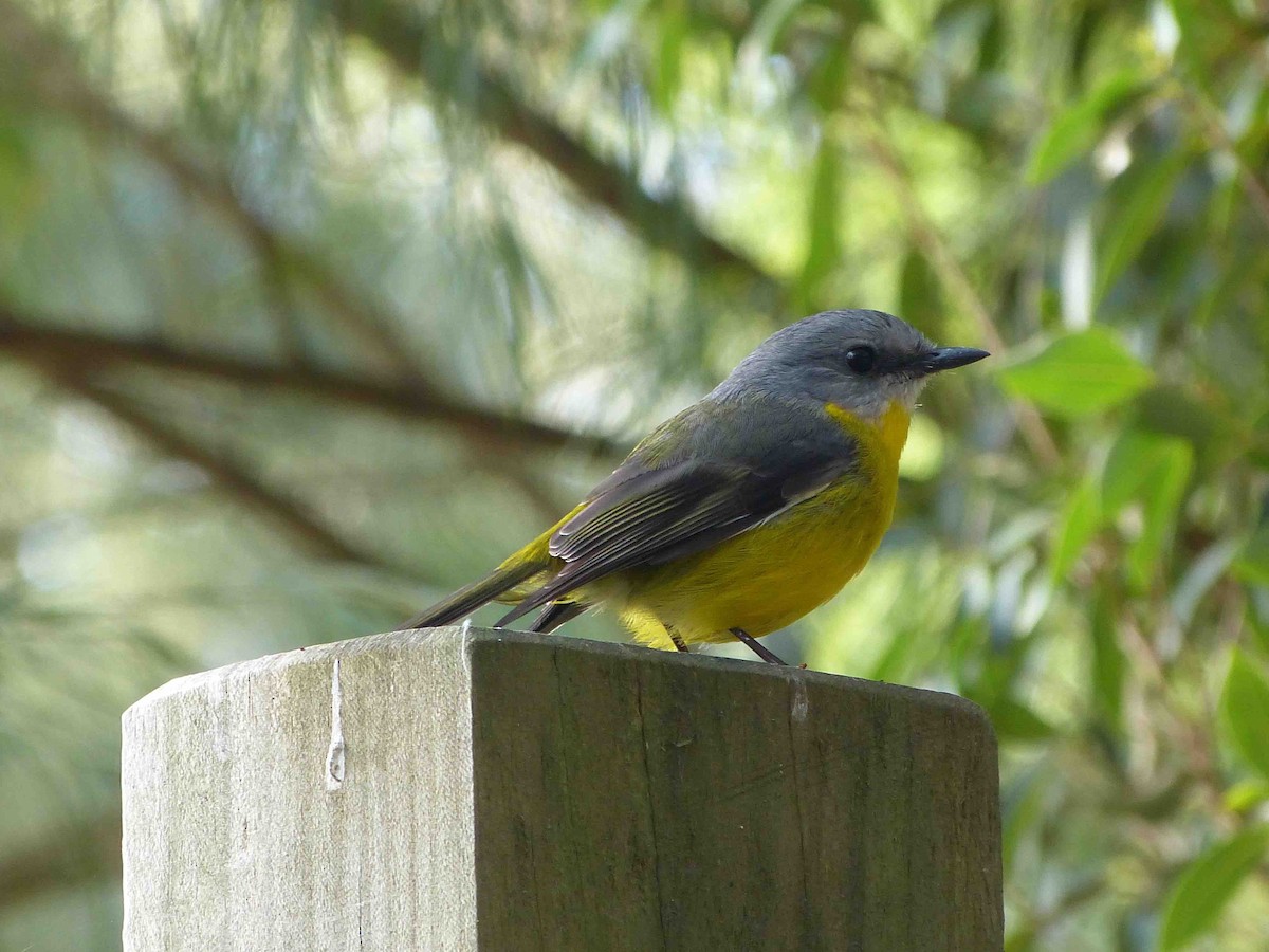 Eastern Yellow Robin - David Vickers