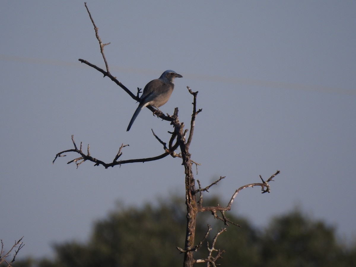 Woodhouse's Scrub-Jay - Hesper Fang