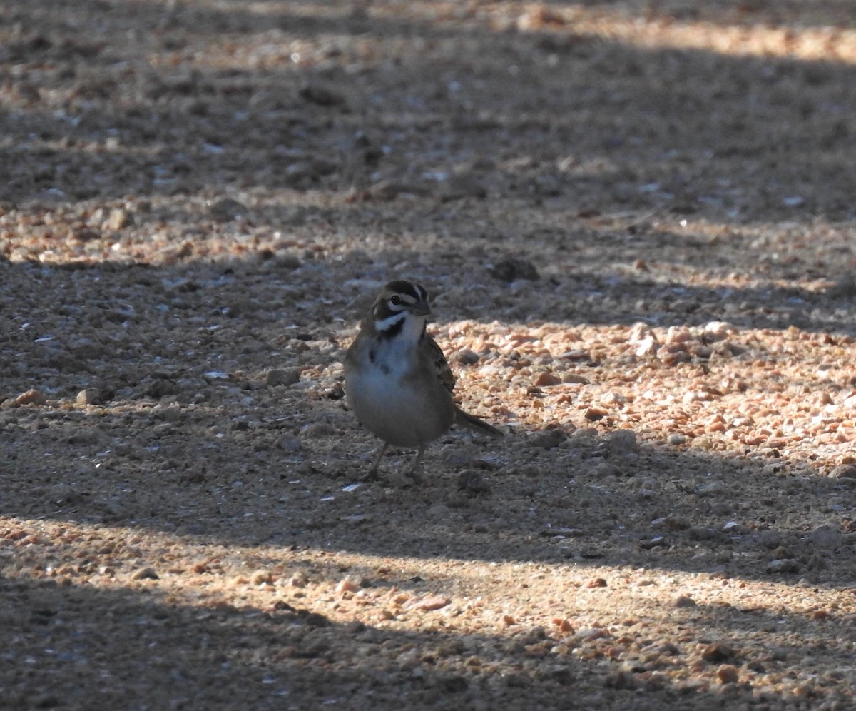 Lark Sparrow - ML70563841