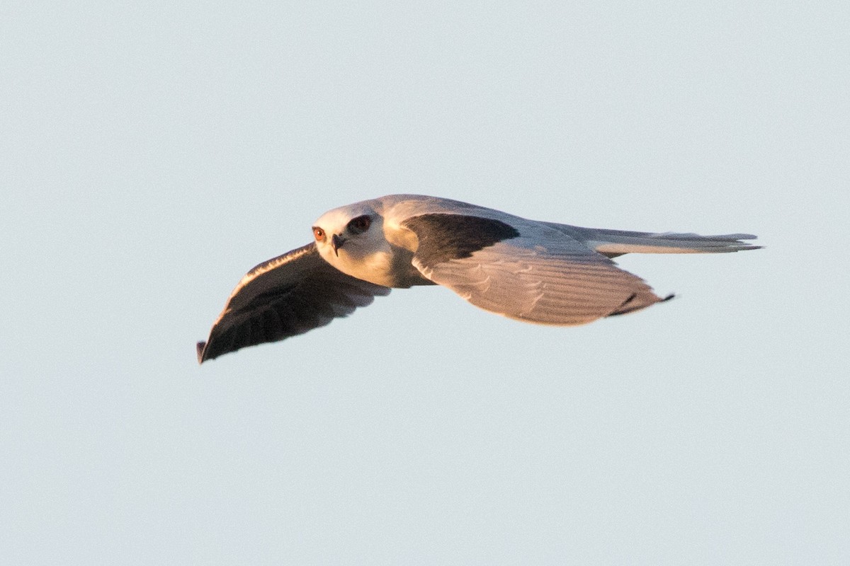 White-tailed Kite - ML70565551