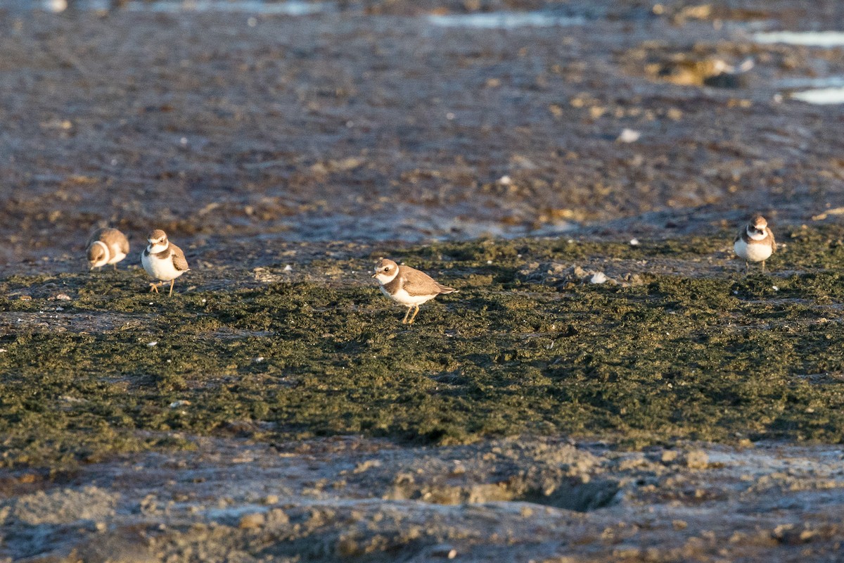Semipalmated Plover - ML70565631