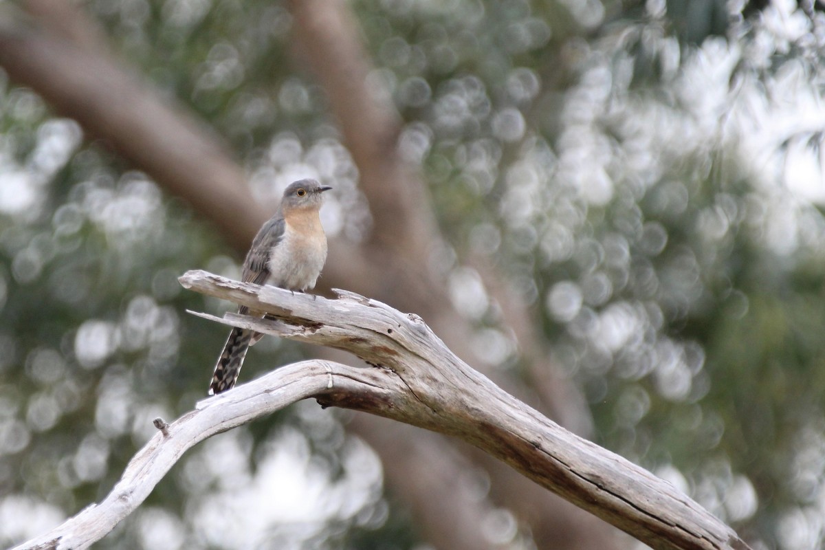 Fan-tailed Cuckoo - ML70566381