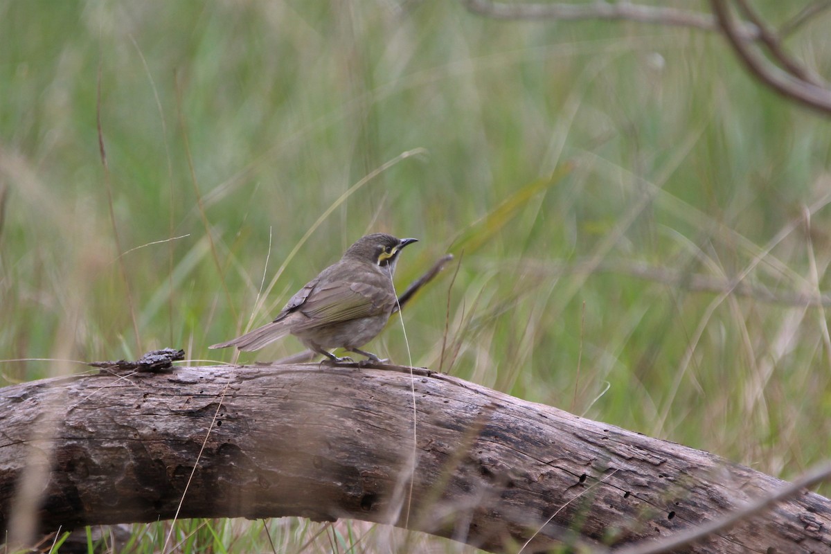 Yellow-faced Honeyeater - ML70566431