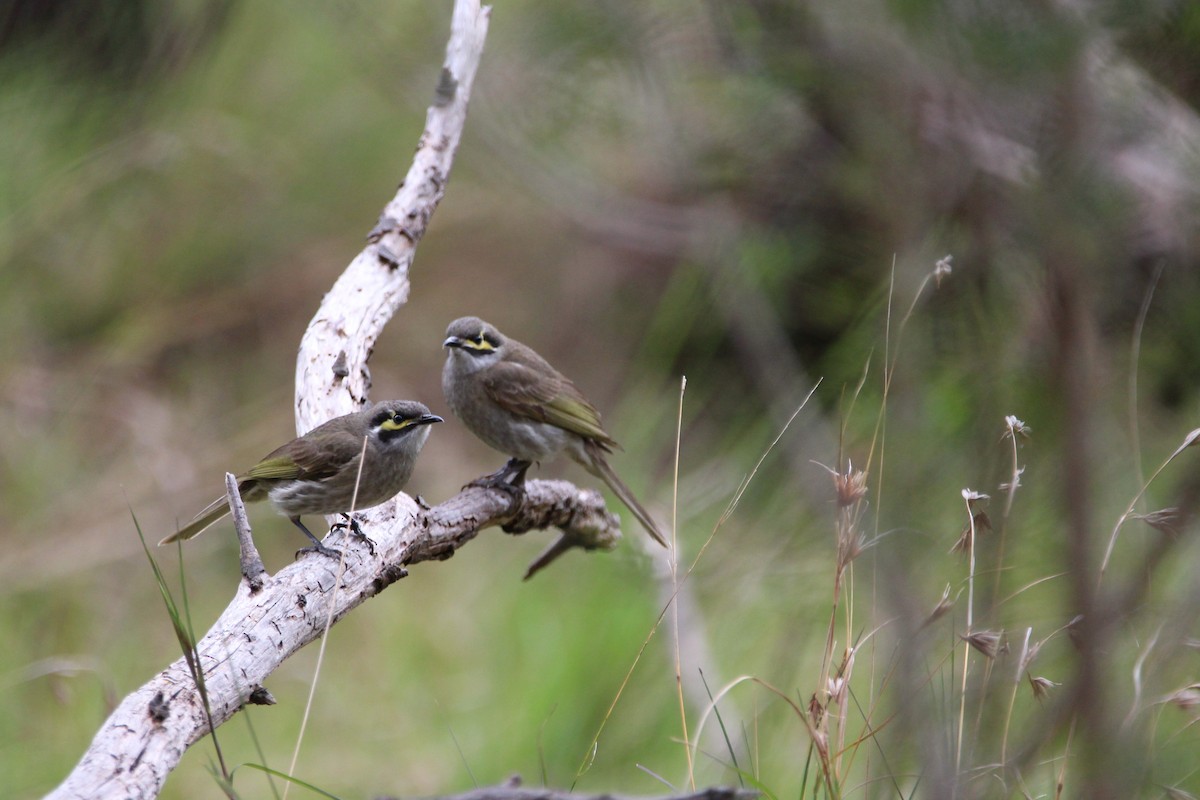 Yellow-faced Honeyeater - ML70566441