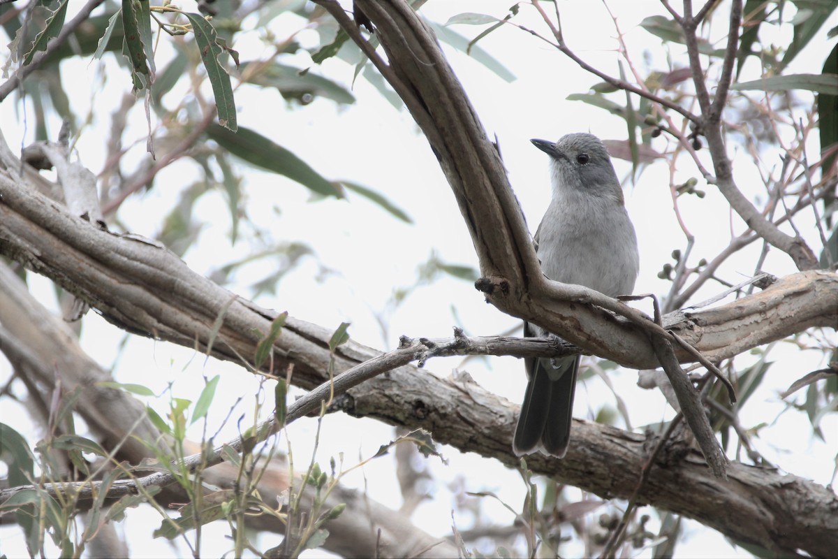 Gray Shrikethrush - Natalia  Jw