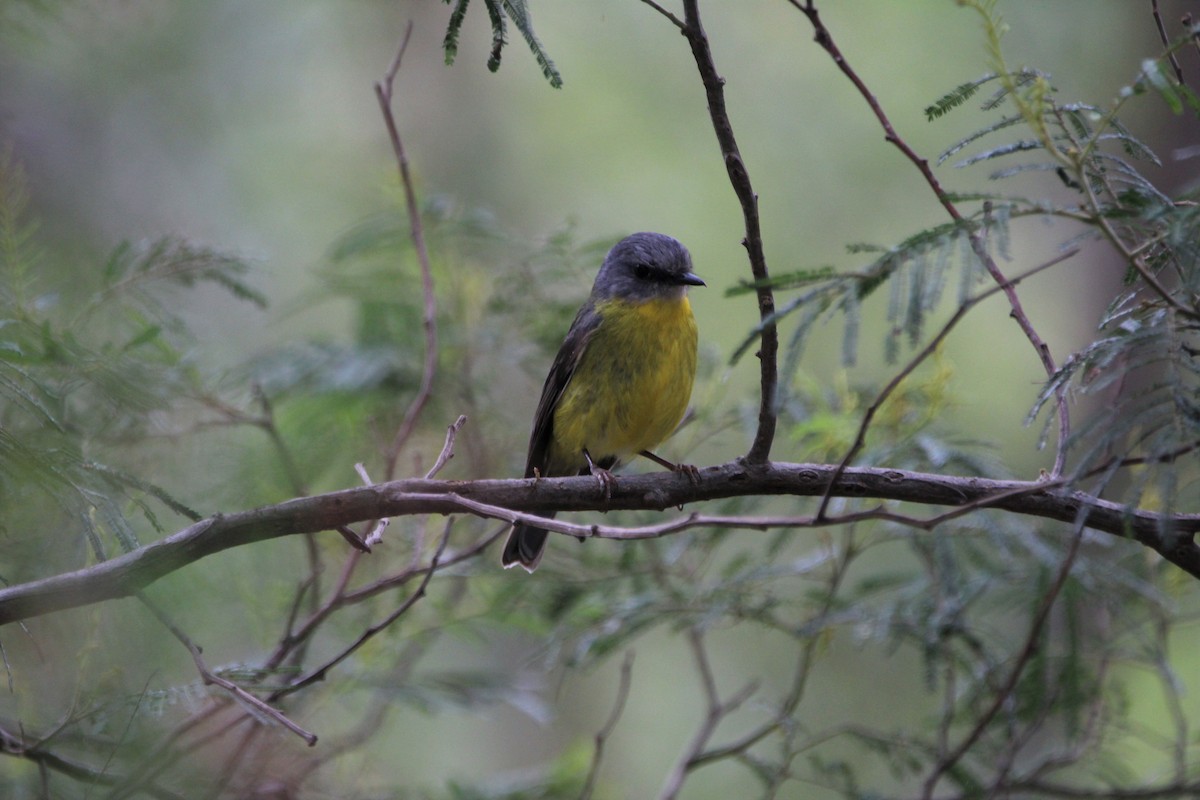 Eastern Yellow Robin - ML70566531