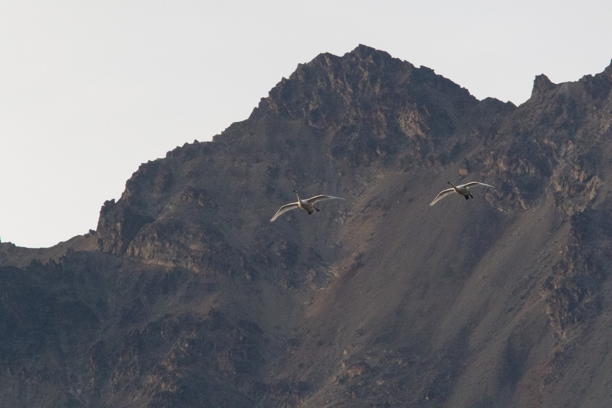 Tundra Swan - Justin Saunders