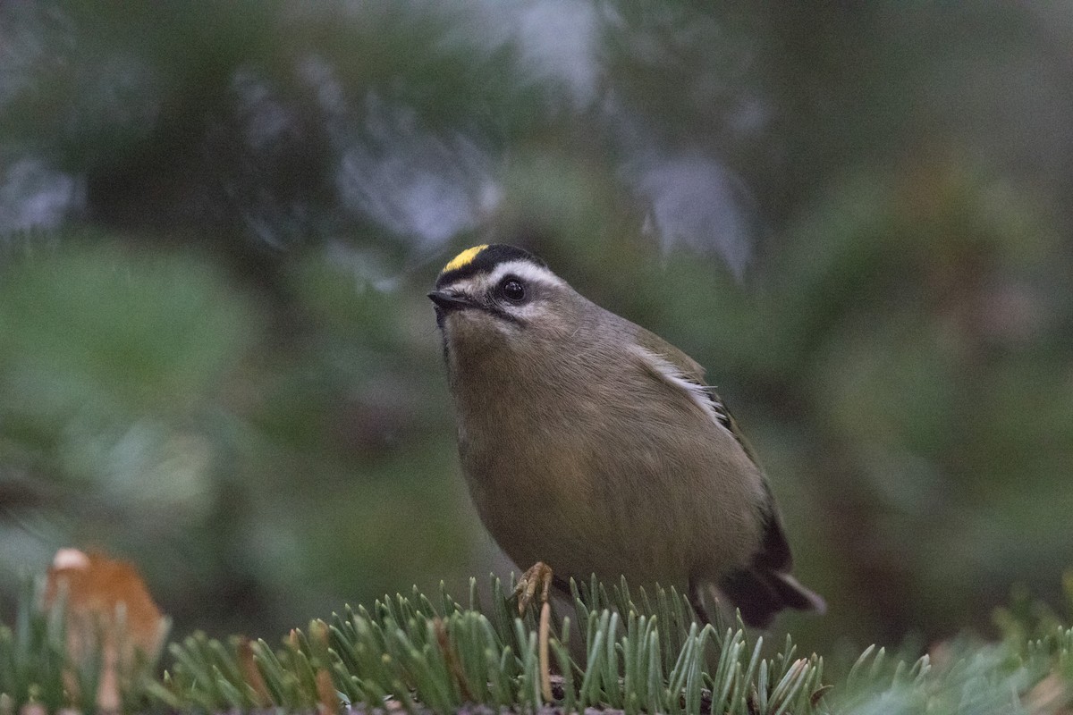 Roitelet à couronne dorée - ML70567631